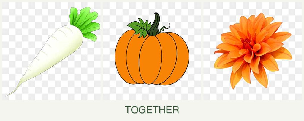 Can you plant radishes, pumpkin and dahlias together?