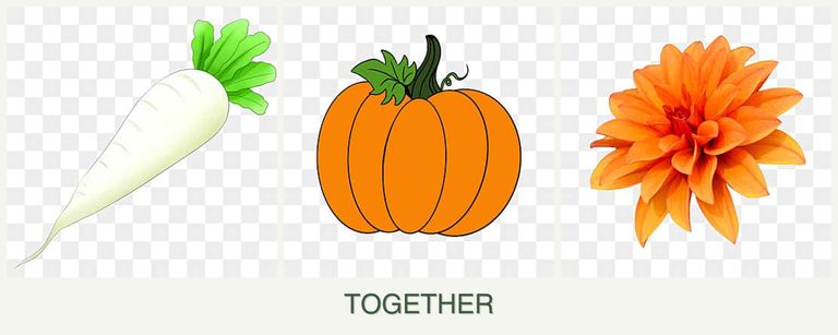 Can you plant radishes, pumpkin and dahlias together?