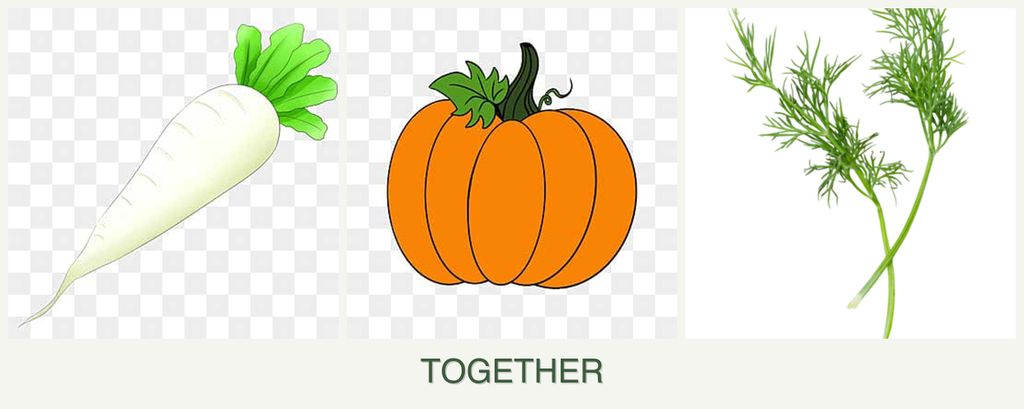 Can you plant radishes, pumpkin and dill together?