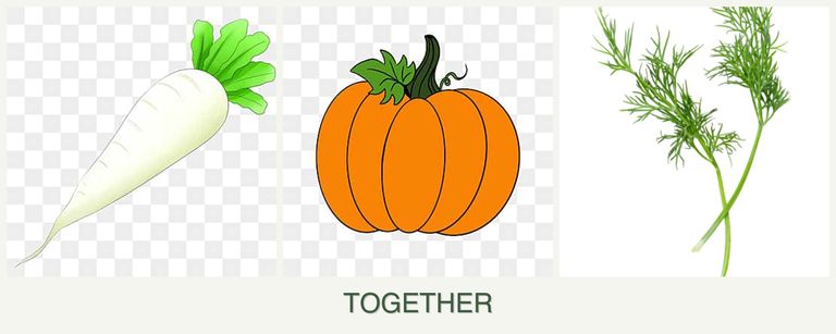 Can you plant radishes, pumpkin and dill together?