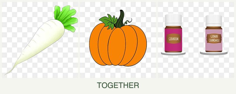 Can you plant radishes, pumpkin and geraniums together?