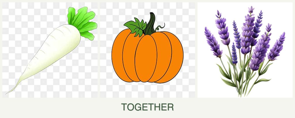 Can you plant radishes, pumpkin and lavender together?