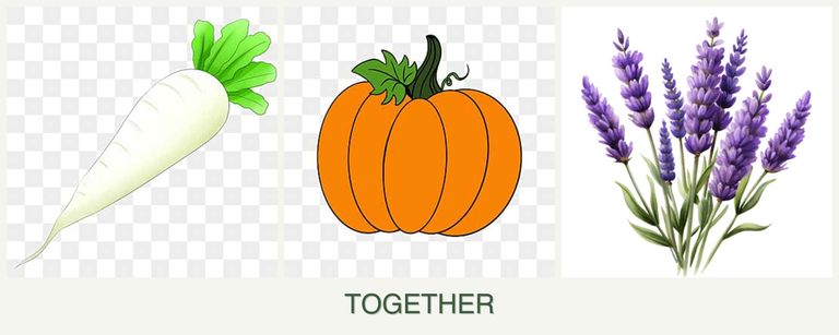 Can you plant radishes, pumpkin and lavender together?