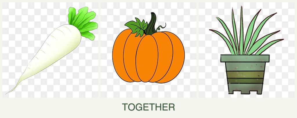 Can you plant radishes, pumpkin and lemongrass together?