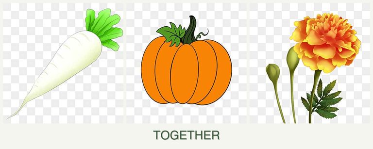 Can you plant radishes, pumpkin and marigolds together?