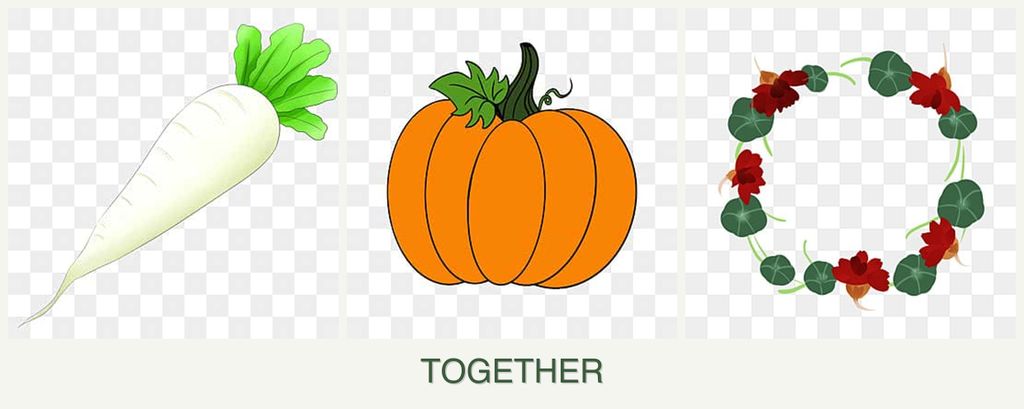 Can you plant radishes, pumpkin and nasturtiums together?