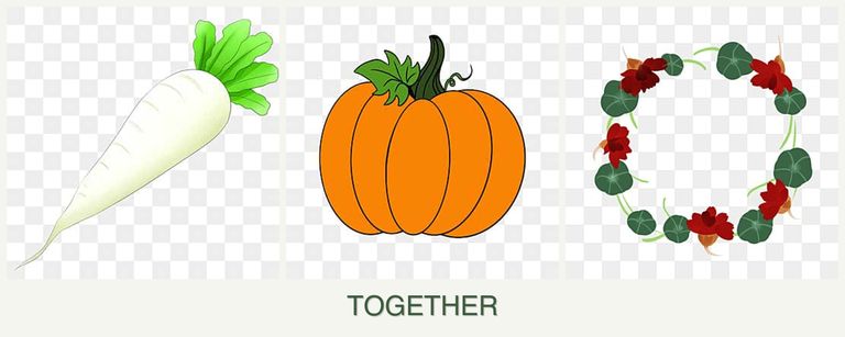 Can you plant radishes, pumpkin and nasturtiums together?