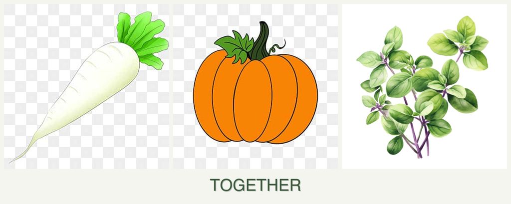 Can you plant radishes, pumpkin and oregano together?