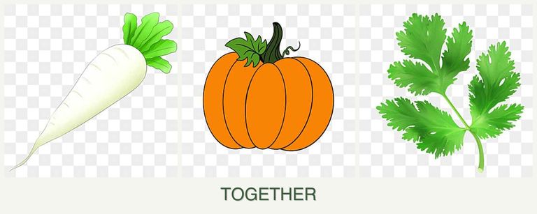 Can you plant radishes, pumpkin and parsley together?
