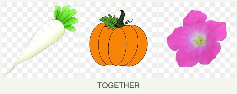 Can you plant radishes, pumpkin and petunias together?
