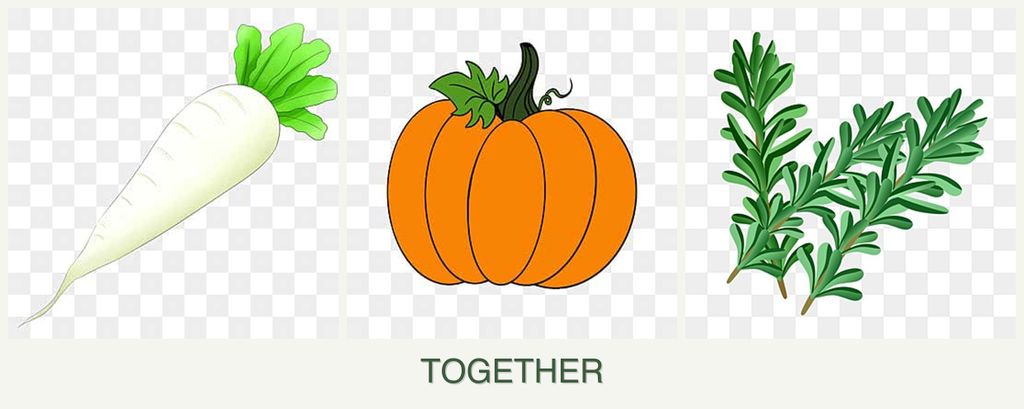 Can you plant radishes, pumpkin and rosemary together?