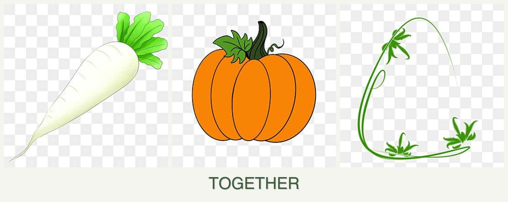 Can you plant radishes, pumpkin and tarragon together?