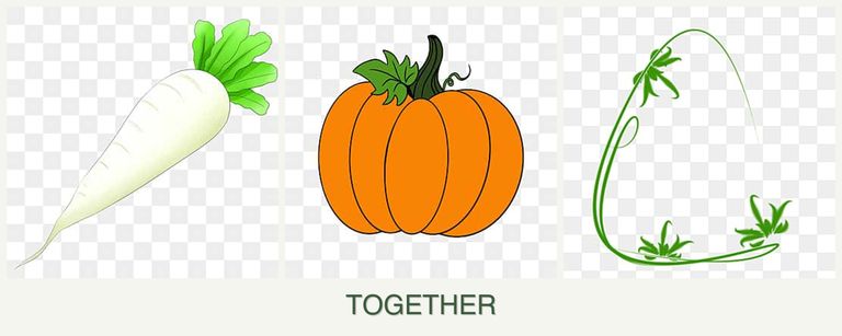 Can you plant radishes, pumpkin and tarragon together?