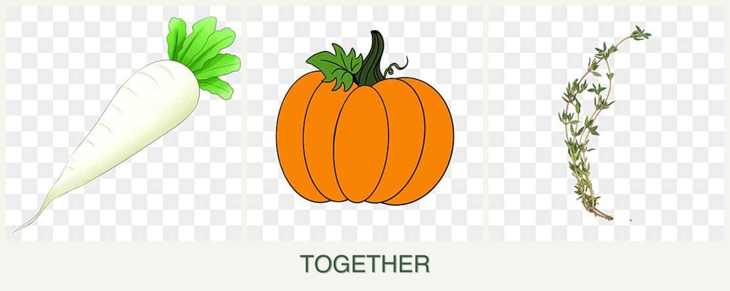 Can you plant radishes, pumpkin and thyme together?