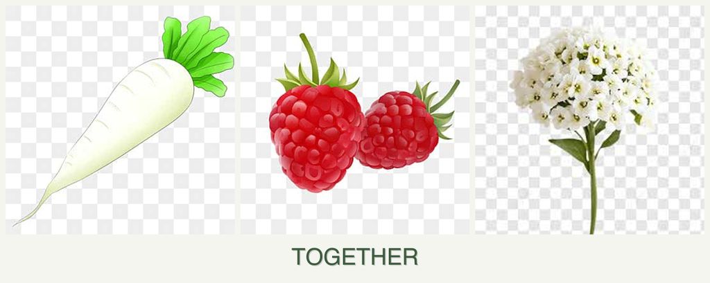 Can you plant radishes, raspberries and alyssum together?