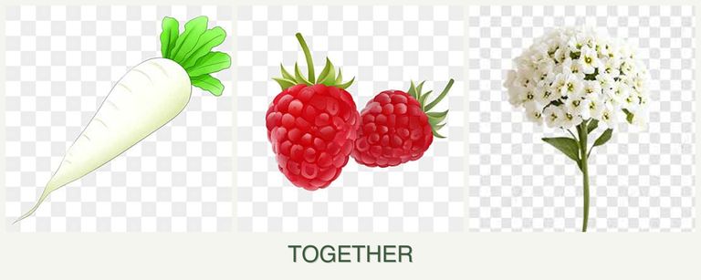 Can you plant radishes, raspberries and alyssum together?