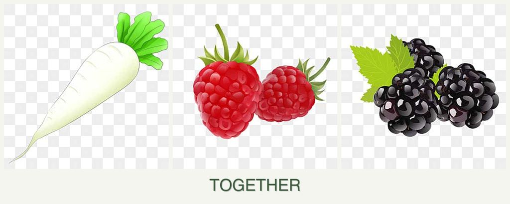 Can you plant radishes, raspberries and blackberries together?