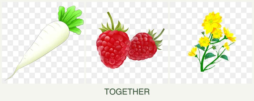 Can you plant radishes, raspberries and calendula together?