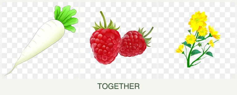 Can you plant radishes, raspberries and calendula together?