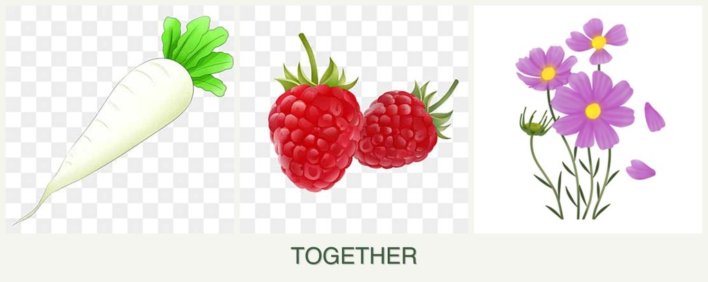 Can you plant radishes, raspberries and cosmos together?