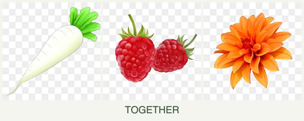 Can you plant radishes, raspberries and dahlias together?