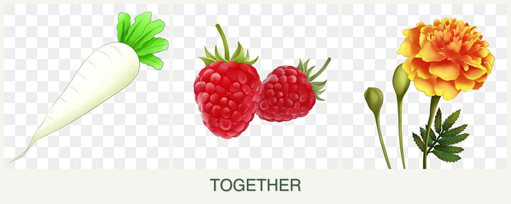 Can you plant radishes, raspberries and marigolds together?
