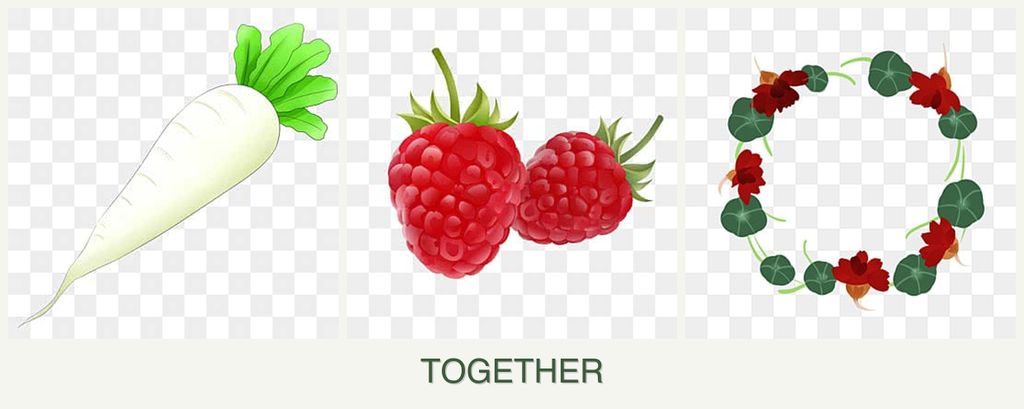 Can you plant radishes, raspberries and nasturtiums together?