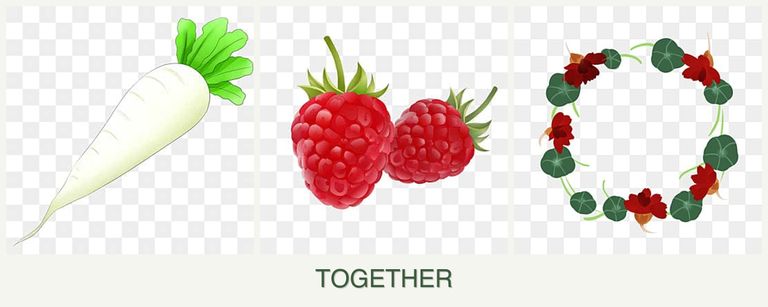 Can you plant radishes, raspberries and nasturtiums together?