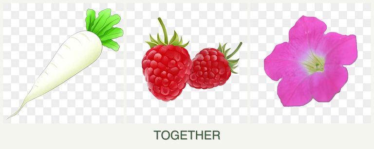 Can you plant radishes, raspberries and petunias together?
