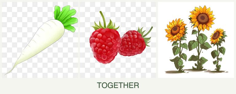 Can you plant radishes, raspberries and sunflowers together?