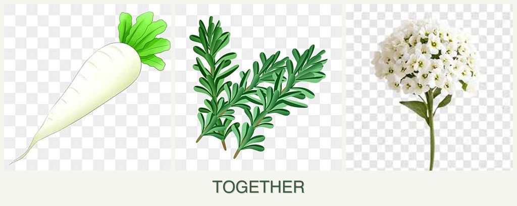 Can you plant radishes, rosemary and alyssum together?
