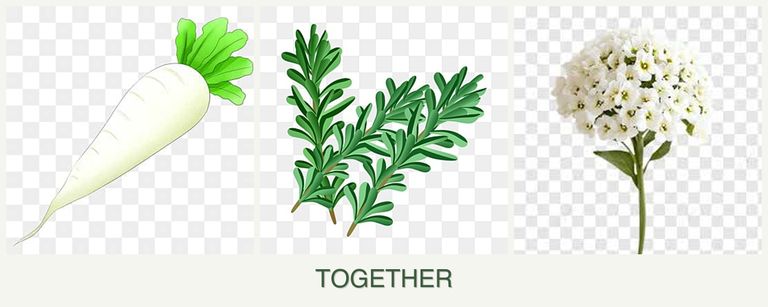 Can you plant radishes, rosemary and alyssum together?