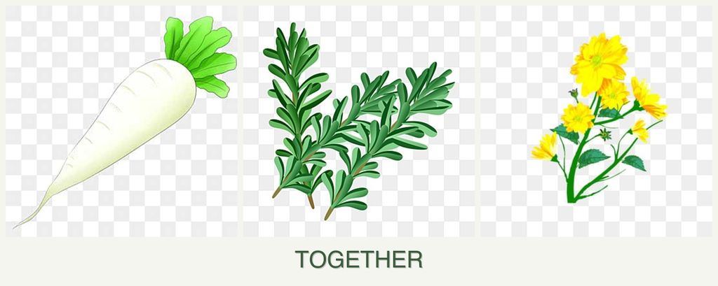 Can you plant radishes, rosemary and calendula together?