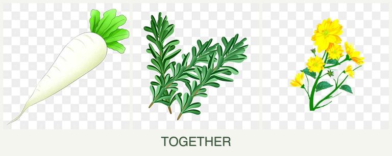 Can you plant radishes, rosemary and calendula together?