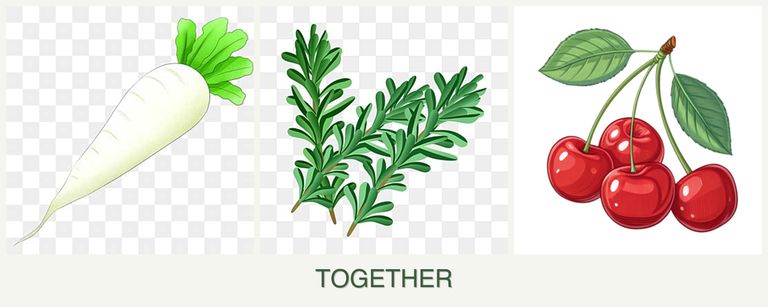 Can you plant radishes, rosemary and cherries together?