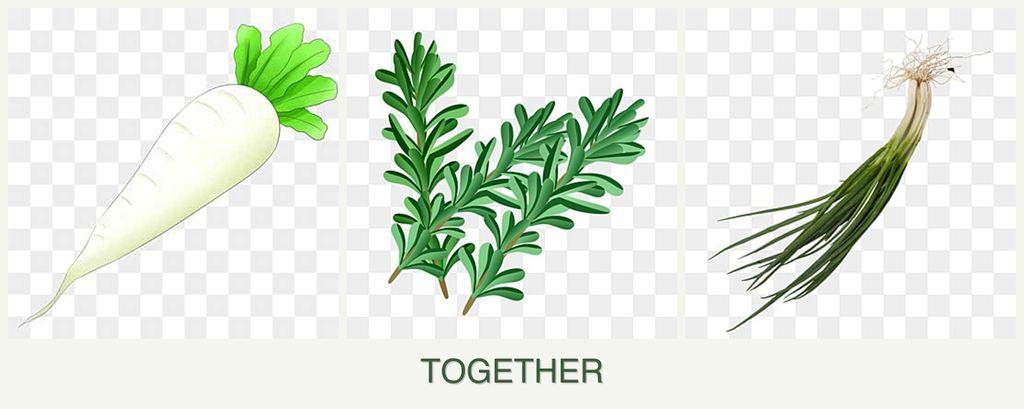 Can you plant radishes, rosemary and chives together?