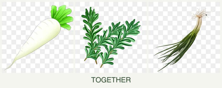Can you plant radishes, rosemary and chives together?