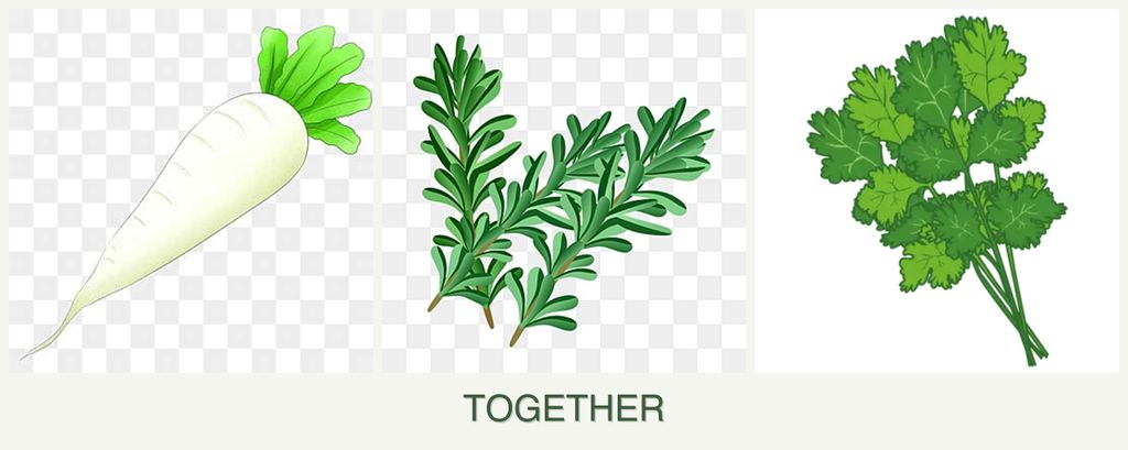 Can you plant radishes, rosemary and cilantro together?