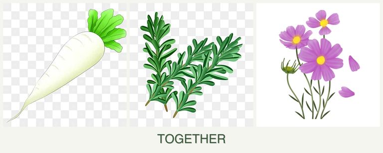 Can you plant radishes, rosemary and cosmos together?