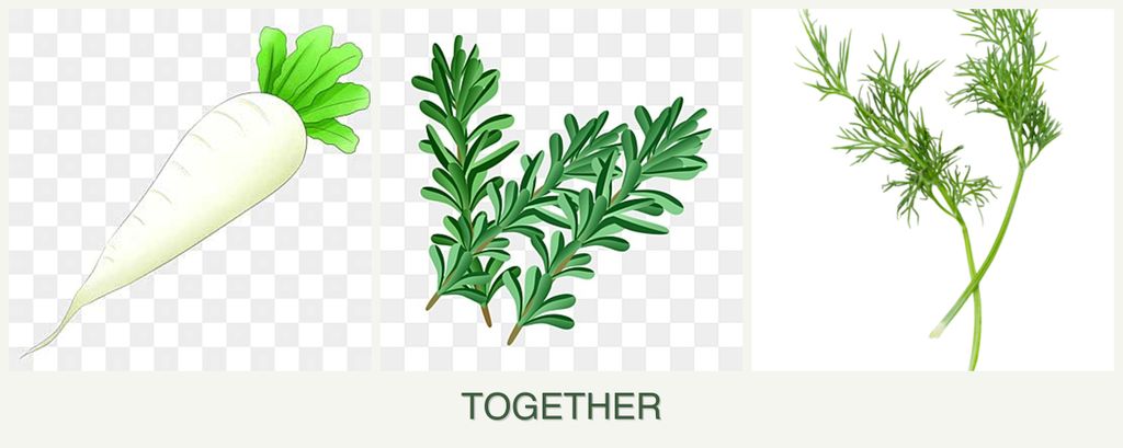 Can you plant radishes, rosemary and dill together?