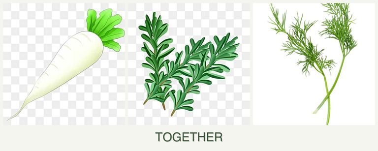 Can you plant radishes, rosemary and dill together?