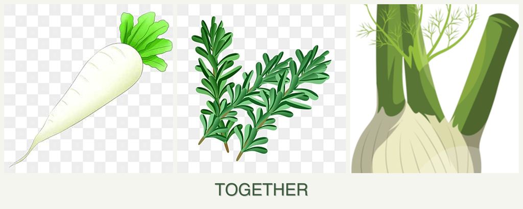 Can you plant radishes, rosemary and fennel together?