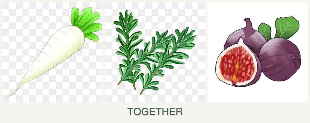 Can you plant radishes, rosemary and figs together?