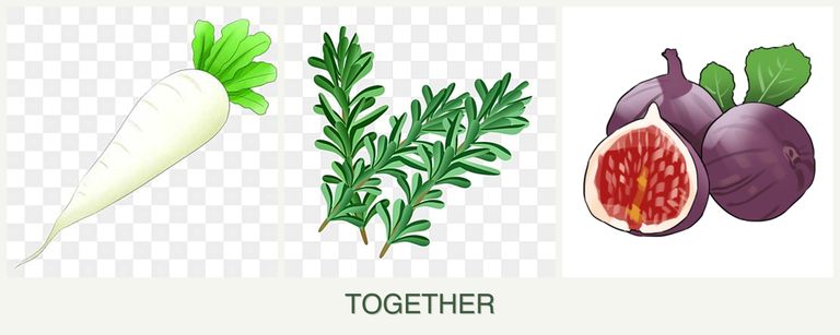 Can you plant radishes, rosemary and figs together?