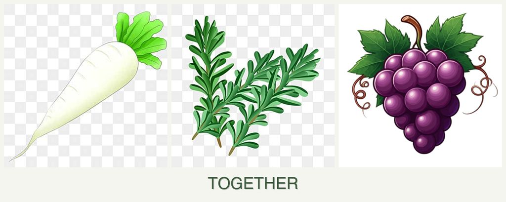 Can you plant radishes, rosemary and grapes together?