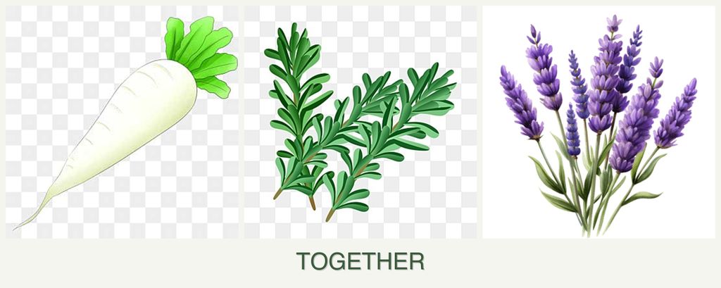 Can you plant radishes, rosemary and lavender together?
