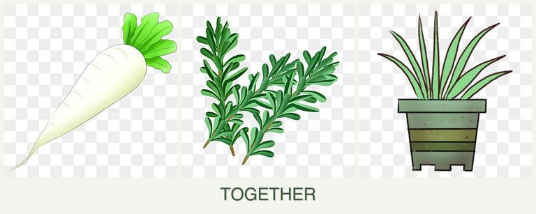 Can you plant radishes, rosemary and lemongrass together?