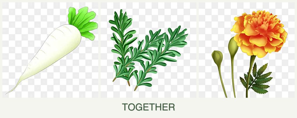 Can you plant radishes, rosemary and marigolds together?