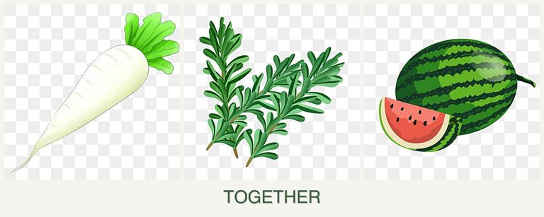 Can you plant radishes, rosemary and melons together?