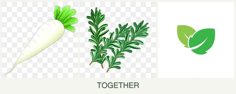 Can you plant radishes, rosemary and mint together?